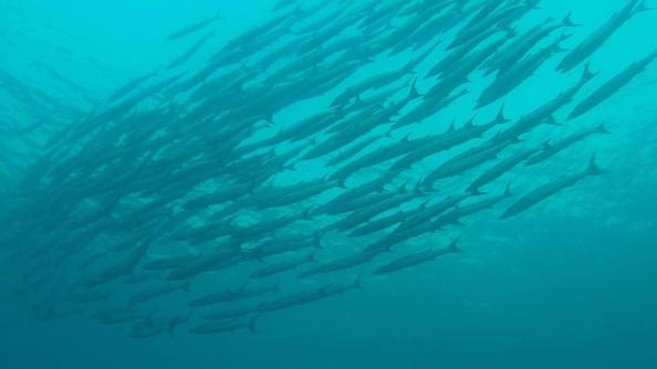 13091810_10156813317255285_553299857_o