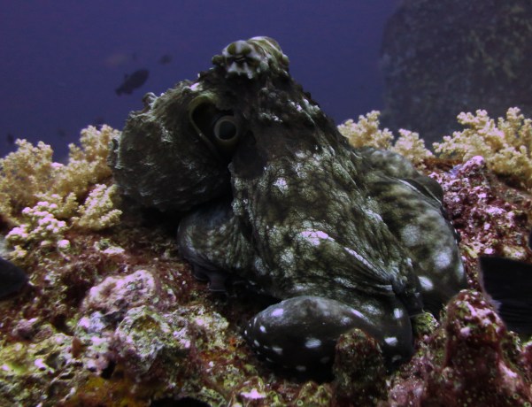 Koh Bon Pinnacle - Octopus