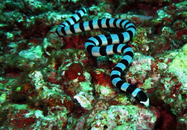 Koh Bon, West Ridge - Black Banded Sea Snake (2)