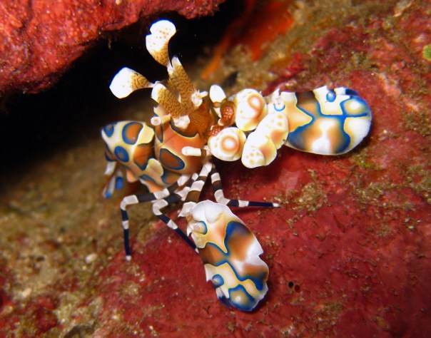 Richelieu Rock - Harlequin Shrimp (1)