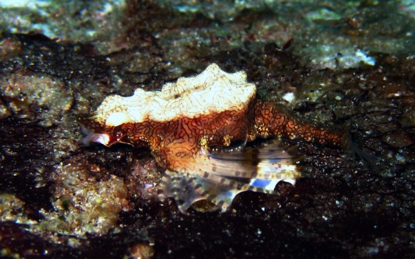 Similan Islands, Deep Six - Sea Moth (1)