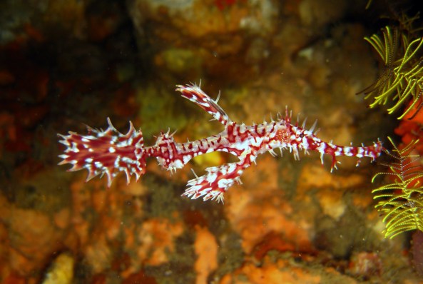 Similan Islands, Shark Fin Reef - Ornate Ghost Pipefish