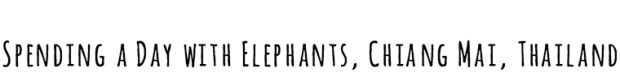elephants-black